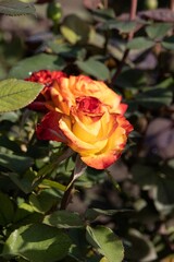 Fototapeta premium Beautiful Rose Flower Blooming in a Colorful Garden of Nature