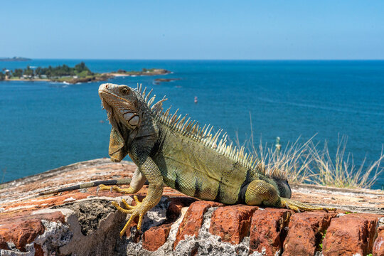 Iguanas on the wall of El Morro in Old San Juan Puerto RIco 