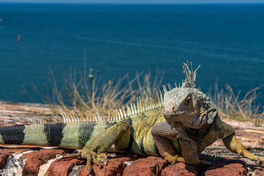 Iguanas on the wall of El Morro in Old San Juan Puerto RIco 
