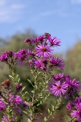 Vivid Purple, Daisy-Like Flowers Bloom over Perfectly Mounded Foliage from Summer to Fall. Aster novae-angliae 'Purple Dome' © Denis