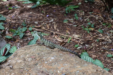 ringed lizard soaking up some sun atop a rock