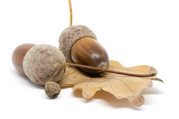 A Few Acorns on an Oak Leaf on a White Background