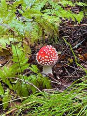 a wee toadstool 