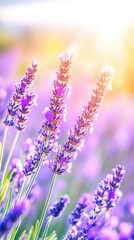 Naklejka premium Captivating Lavender Fields in the Cotswolds Bloom Vibrantly Under a Bright Summer Sky