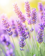Fototapeta premium Lavender Blooms Flourish Under the Sunny Skies of the Cotswolds in Summer