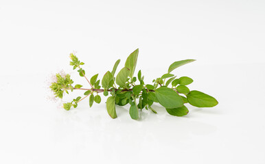Fresh thyme twig isolated, fresh marjoram leaves, oregano sprig, green thyme seasoning leaf, thyme leaves