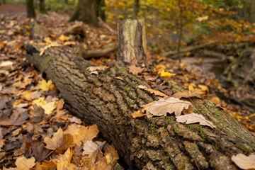 Borsdane Woods, on the border of Hindley, Wigan, and Westhoughton, Bolton, in autumn.
