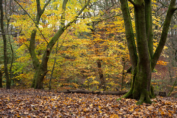 Borsdane Woods, on the border of Hindley, Wigan, and Westhoughton, Bolton, in autumn.
