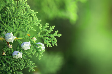 A magnificent branch of thuja, captured in close-up
