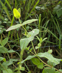 leaves with raindrops