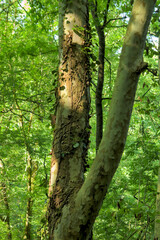 Fototapeta premium sunlit tree