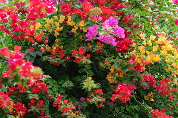 Lush bougainvillea flowers in vibrant shades of pink, red, and orange against green foliage