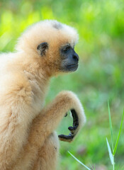 The yellow gibbon Nomascus gabriellae sits on the grass and looks into the distance