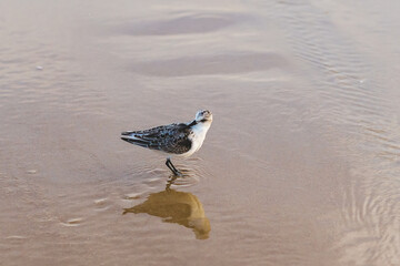 Sanderling pauses in the wet sand, creating a mirrored image.