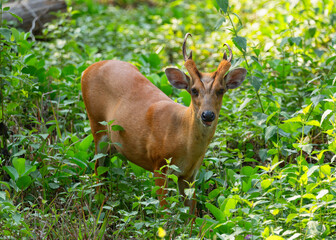 Muntjak or a barking deer in close-up among the greenery