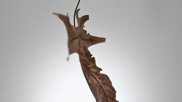 Falling plane tree leaves in autumn