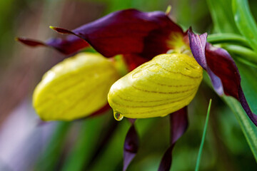 Frauenschuh - Allgäu - Oberstdorf - Blume - Detail