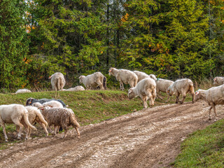 Flock of Sheep Grazing on Countryside Path Amidst Lush Forest