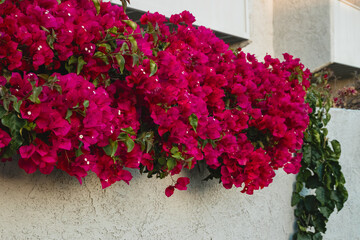 Bougainvillea cascades down the house wall, its vibrant blooms and lush foliage creating a stunning and ornamental display of climbing vines