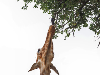 The reticulated giraffe is a species of giraffe native to the Horn of Africa. It is differentiated from other types of giraffe by its coat, which consists of large, polygonal, block-like spots.