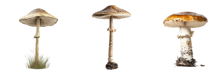 Set of large mushroom standing tall isolated on a transparent background