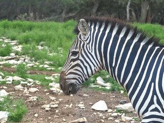 Zebras are African equines with distinctive black-and-white striped coats. There are three living species: Grévy's zebra, the plains zebra, and the mountain zebra. 