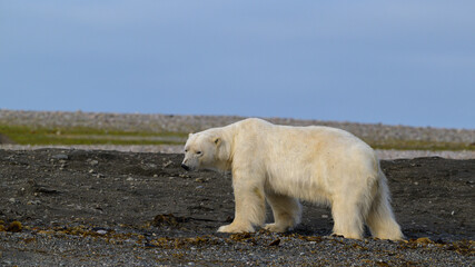 Polar bear (Ursus maritimus) on land in summer, Svalbard, Norway