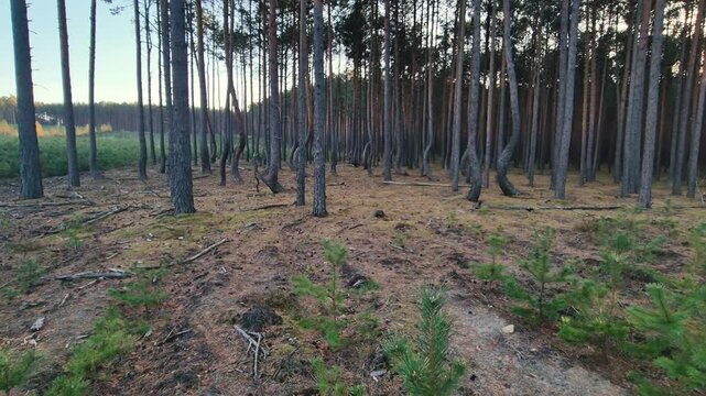 Crooked Forest (Krzywy Las) near Olszyna in Poland.