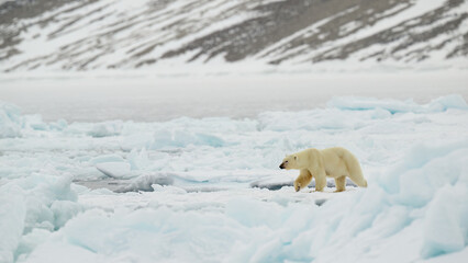Polar bear (Ursus maritimus) on ice and snow, Svalbard, Norway