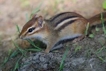 Eastern Chipmunk Pauses For A Picture While Scurrying About The Ground Collecting Nuts And Berries