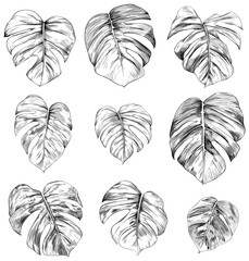 Hand drawn set of tropical leaves isolated on white background. Hand drawn illustration collection ink style.