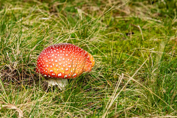 Amanita muscaria, austria, mushroom, 
