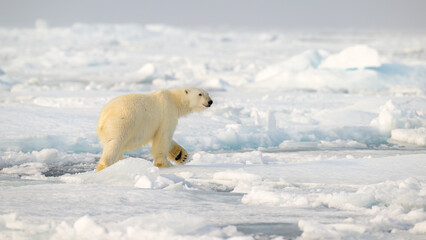 Polar bear (Ursus maritimus) on ice and snow, Svalbard, Norway