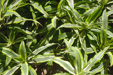 Fototapeta premium Outdoor freshness green leaves, plants, natural texutred background from top view