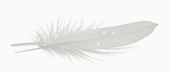 Obraz premium Feather with Water Droplets on White Background