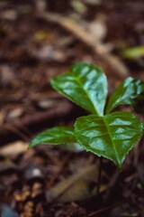 Mushroom growing in the forest