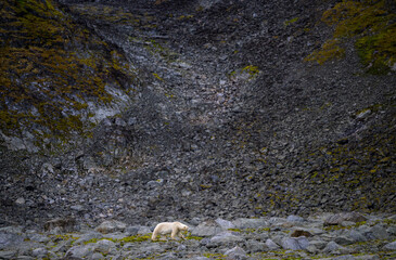 Polar bear (Ursus maritimus) on land in summer, Svalbard, Norway