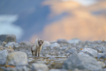 Fototapeta premium Arctic fox (Alopex lagopus) in rocky landscape, Svalbard