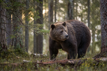 European brown bear (Ursus arctos) in forest