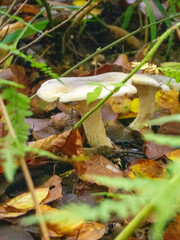 Mushrooms in the forrest , woodland.