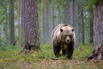 European brown bear (Ursus arctos) in forest