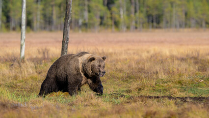 European brown bear (Ursus arctos) in autumn