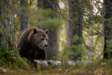 Fototapeta premium European brown bear (Ursus arctos) in forest