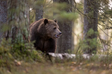 European brown bear (Ursus arctos) in forest
