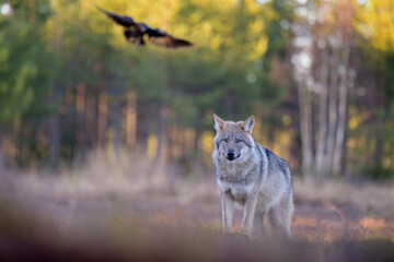 Young grey wolf (Canis lupus) in autumn