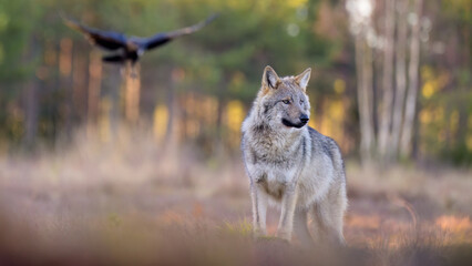 Young grey wolf (Canis lupus) in autumn