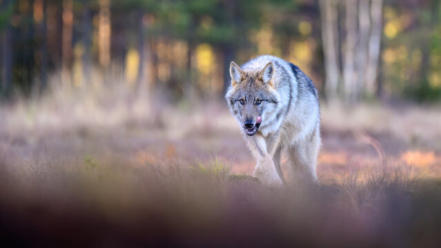 Young grey wolf (Canis lupus) in autumn