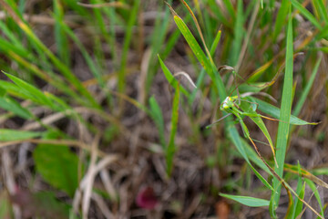 Close-up of a green mantis resting on thin grass at noon in a natural setting
