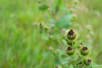Close-up of burdock plant with distinctive burrs growing in a lush green field during a sunny day in late summer