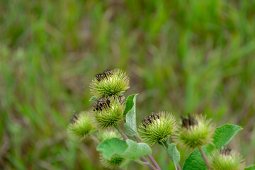 Close-up view of burdock plants with spiky flower heads thriving in a sunlit grassy field during late summer